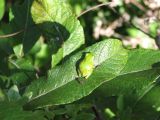 Day 4 - Hummocks - Green Pacific Tree Frog 2